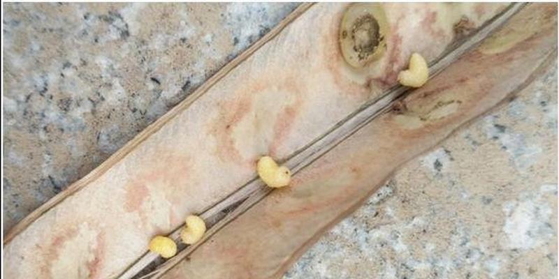 四完全骗人误人不浅的打痨虫这种把戏是用红糖加入适量的碱像面粉发酵