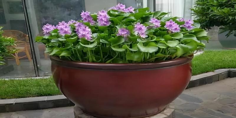 八字喜金水的人适合什么工作喜欢水的7种花