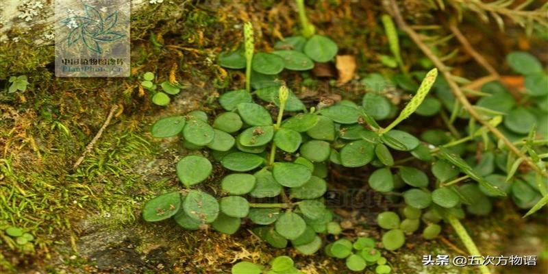 椒草豆瓣如意青叶碧玉等着重点都在绿上但它最通用的商品名还是豆瓣绿