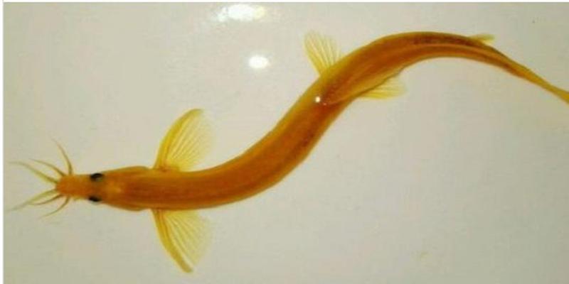 黄金泥鳅是风水鱼吗农村男子抓到了金黄色的泥鳅