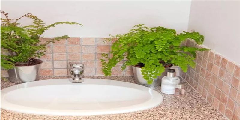 厕所门口摆放什么植物风水6种健康花