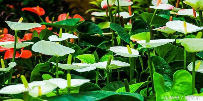 白掌放哪儿不破风水(白掌摆放禁忌)