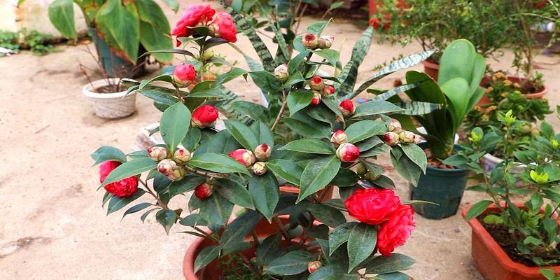 茶花的寓意和象征风水寓意吉祥的4种花