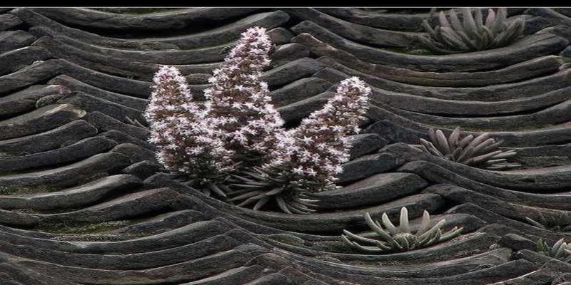 房顶长草风水有什么说法吗老家屋顶上若有这种草