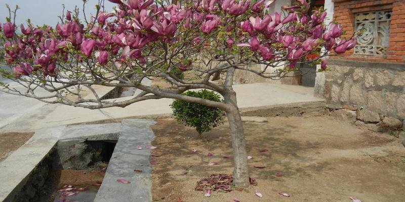 大门口种什么树风水最好有院子就种五种树