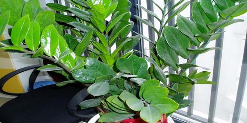 风水阳台上不适合养的植物阳台绿植风水摆放禁忌