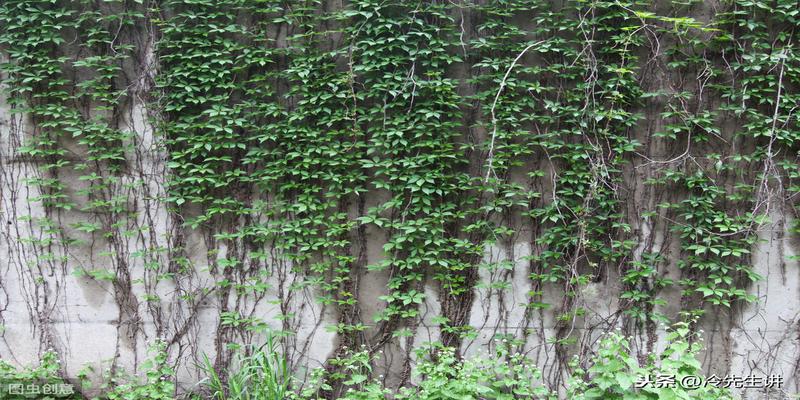 藤蔓墙绘图片大全墙上藤蔓植物图片