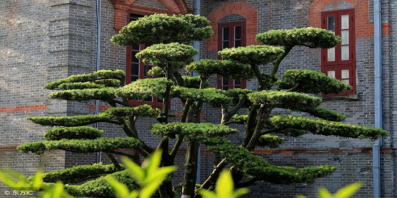 门前大树别瞎种,不然适得其反!镇宅养人这5种树是首选!