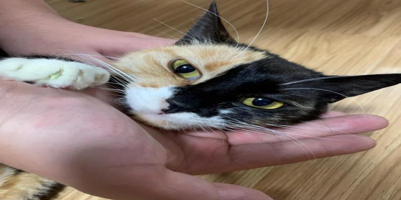 看到一只长相奇怪的猫咪,俗称"阴阳脸"!大尧:这个毛色少见!