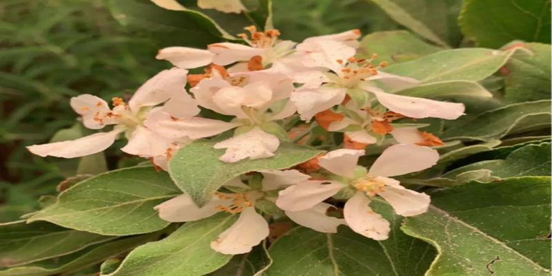 家里有院子的话,"5大鬼树"不要种,种树都是有讲究的