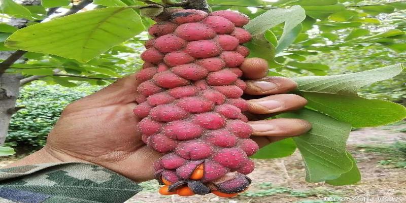 家里有院子的话,"5大鬼树"不要种,种树都是有讲究的