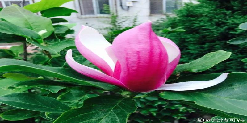 牡丹与海棠玉海棠兰花