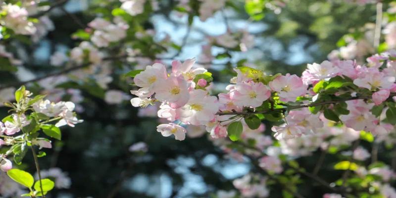 牡丹与海棠玉海棠兰花