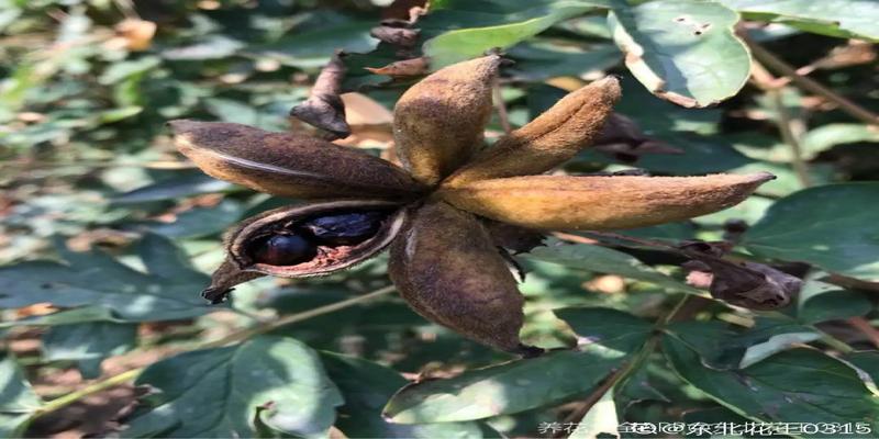 家里有院子的话,"5大鬼树"不要种,种树都是有讲究的