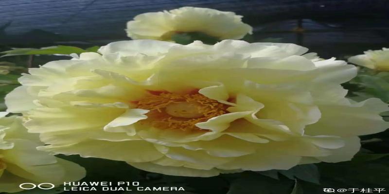 牡丹与海棠玉海棠兰花