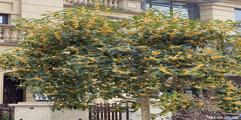 牡丹与海棠玉海棠兰花