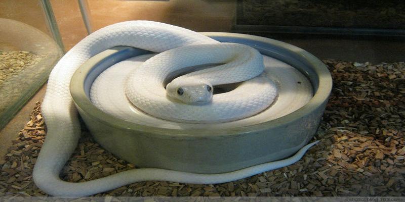 李自成祖坟被米脂县令挖开,里面有一条长一尺二寸的小白蛇