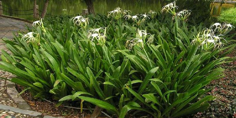 每天认识一种园林植物——观花植物之186水鬼蕉