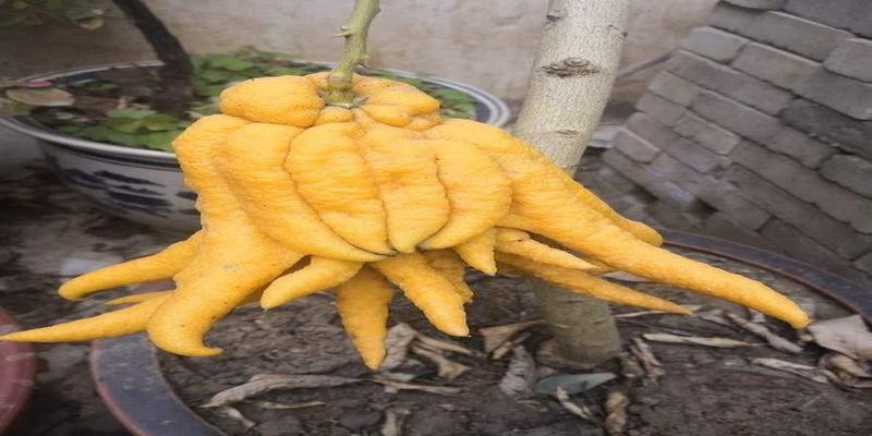 龙骨花镇宅辟邪吗龙骨风水作用镇宅