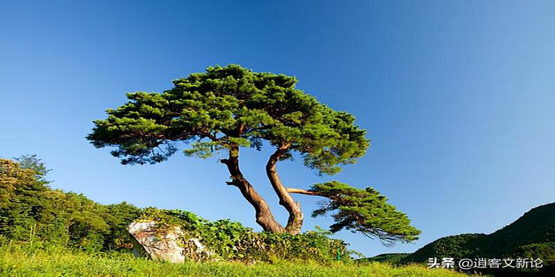 松树的寓意象征是什么(画中松树的寓意象征是什么)