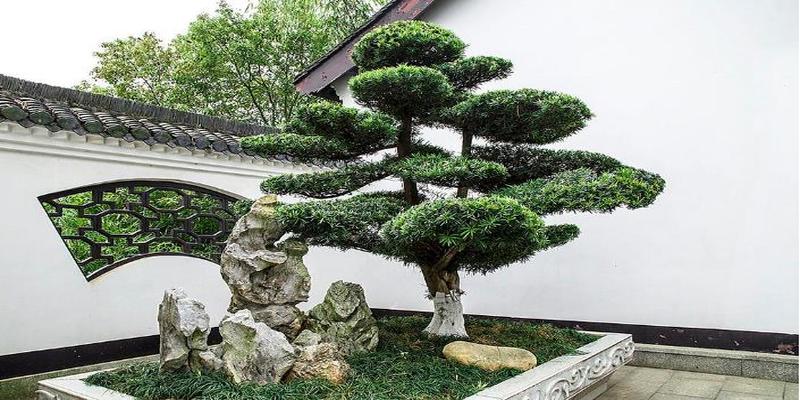 这些风水植物,种在院子里最吉利