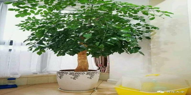 室内摆放什么花风水好室内花卉摆放风水大全