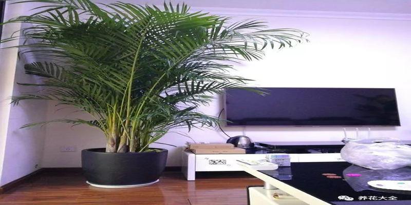 室内摆放什么花风水好室内花卉摆放风水大全