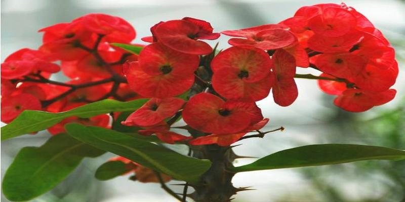 比如大戟科的很多植物夹竹桃龙骨滴水观音虎刺梅等等如果有孩子尽量不