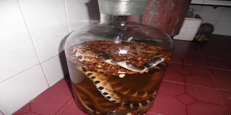 我的眼睛能看到脏东西,爷爷有坛蛇泡酒,但我却看到了里面