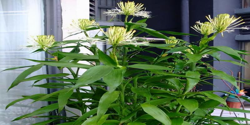 竹节海棠怎样才会开花水培富贵竹会开花吗