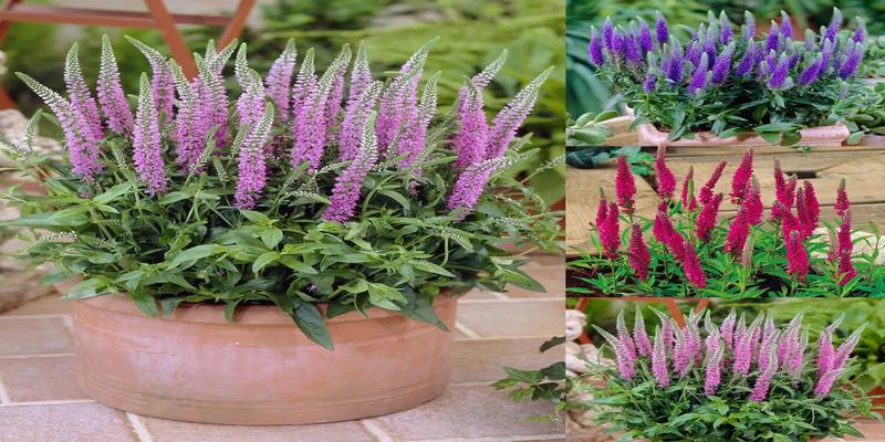 耐阴耐寒的室外花卉有风信子,木瓜海棠,荷包牡丹,四照花,绣球花风信子