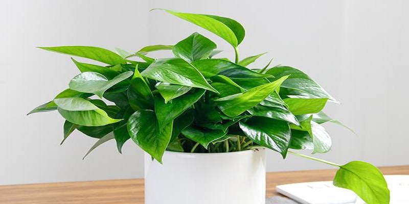 绿萝的由来是什么绿萝的风水的含义是什么