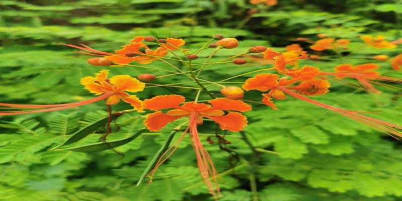 倒挂金钟是什么花倒挂金钟花花语是什么