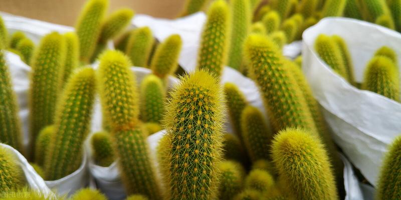 50种家庭常见观叶植物,认识一半就是养花达人,看看你家有几种?