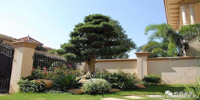 农村大门口花坛风水罗汉松的风水作用