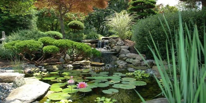 中式庭园常用植物配置4黑麦草草地早熟禾细叶结缕草马蹄金狗牙根草坪