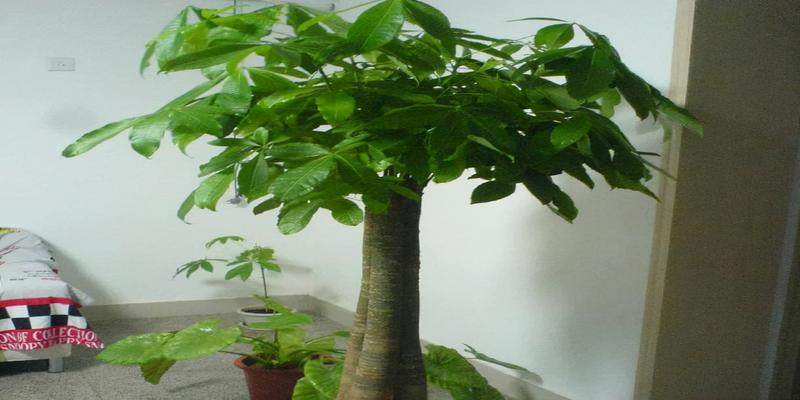 大门口适合放什么盆栽植物正对大门的地方栽什么花合适