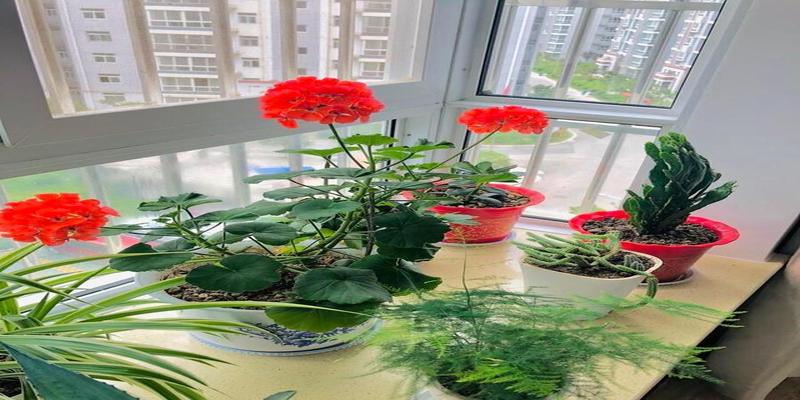 适合卧室养的花草植物(适合卧室养的花草植物有哪些?