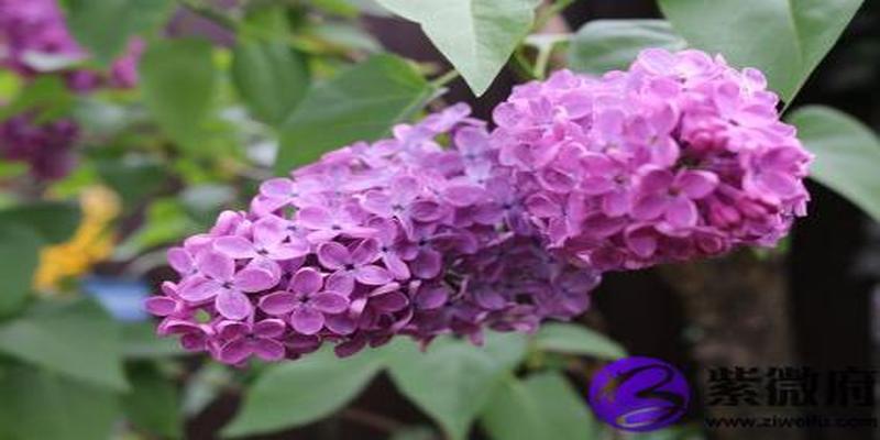 大林木和天河水配吗 大林木和天河水婚姻如何?