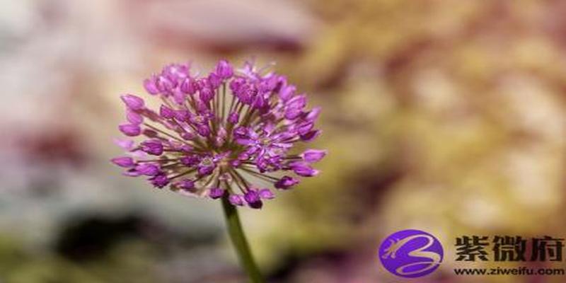 柳木和杨木的区别(杨属柳属的区别)