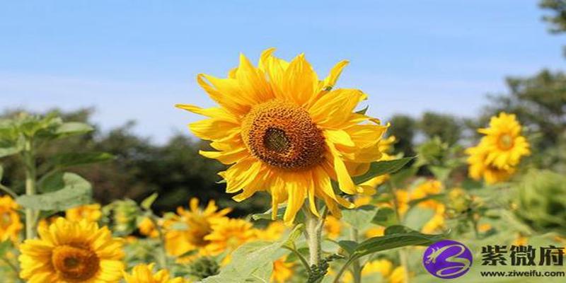 2019年五行缺金的人可以换工作吗 五行缺金适合什么工作?