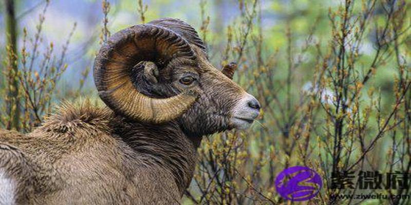 丁巳日丑月(丁巳日乙巳时)