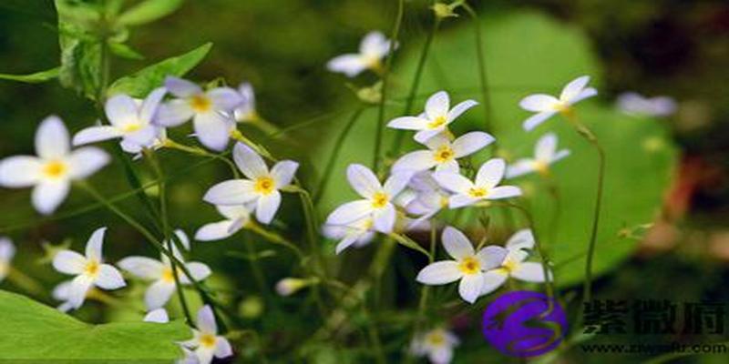 丁卯年的意思(丁卯月丁卯日)