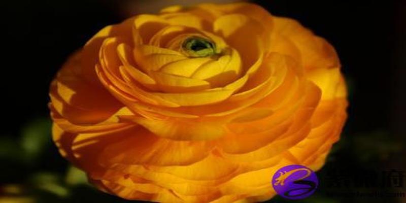 丁火生于未月详解(丁火遇癸水的爱情)