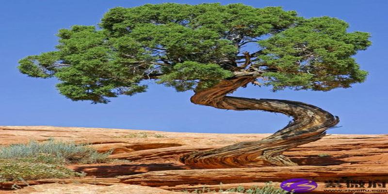 论十天干之甲木生于四季的变化