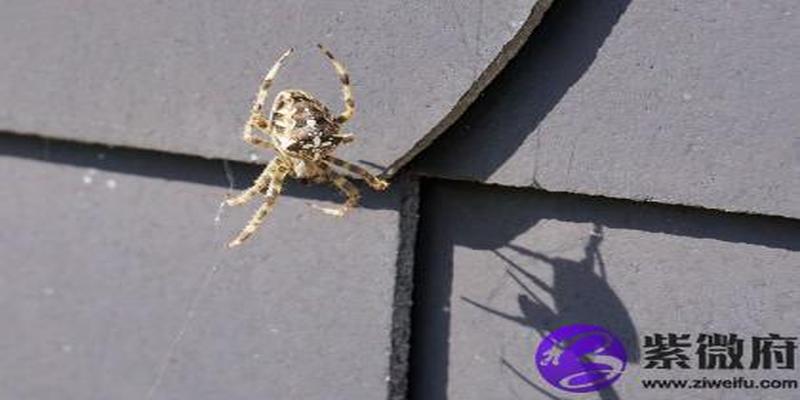 丁卯是丁火吗(丁火的比肩是什么)