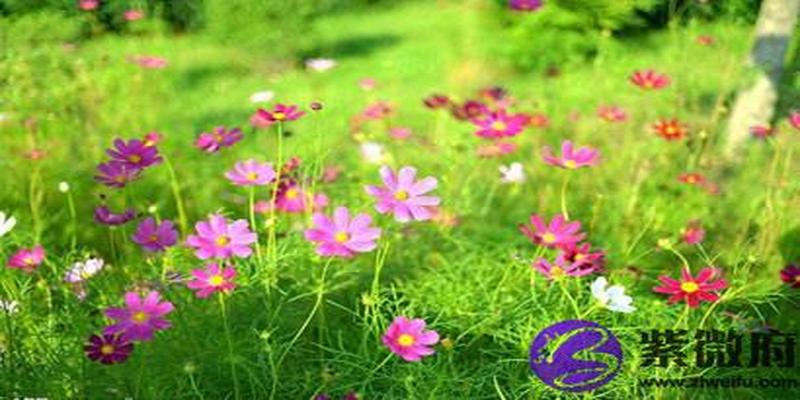 丙子年是哪年(丙子年丙子日)