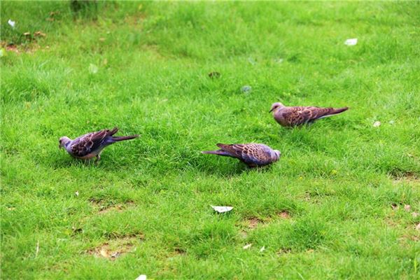 斑鸠进家的民间说法有哪些(斑鸠进家有什么寓意)