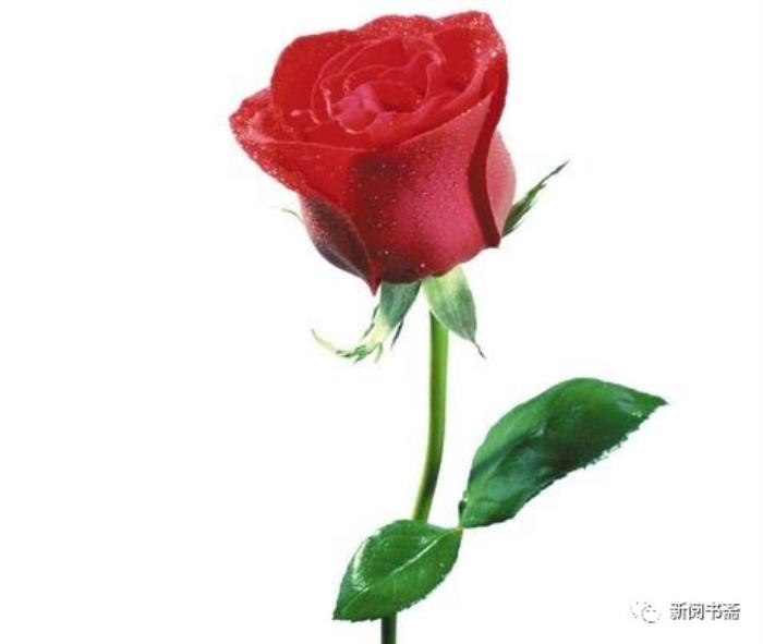 玫瑰花的疗效(玫瑰花的功效及其应用) - 天华易学
