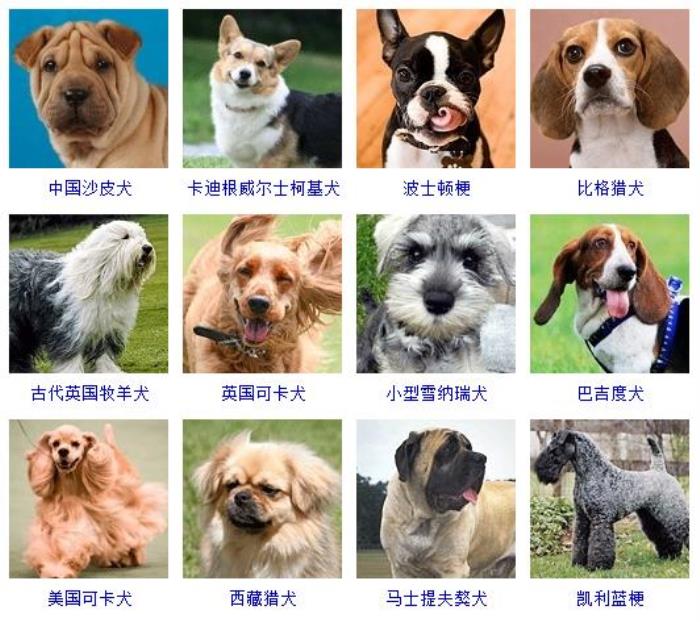 宠物狗的种类(178个宠物狗品种图片大全) - 天华易学